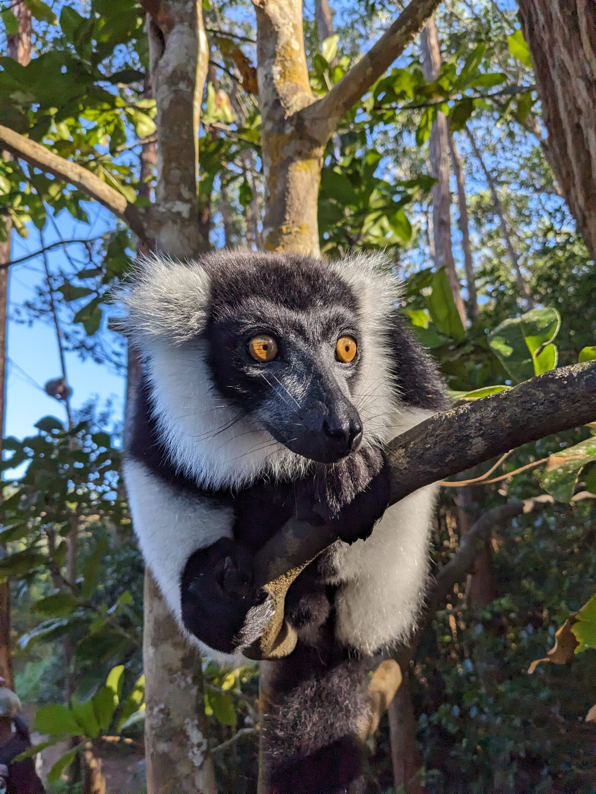 This is an image showing off Madagascar iconic wildlife, a black and white lemur clinging the tree branch captured by FAR Madagascar Tour Operator Travel Agency