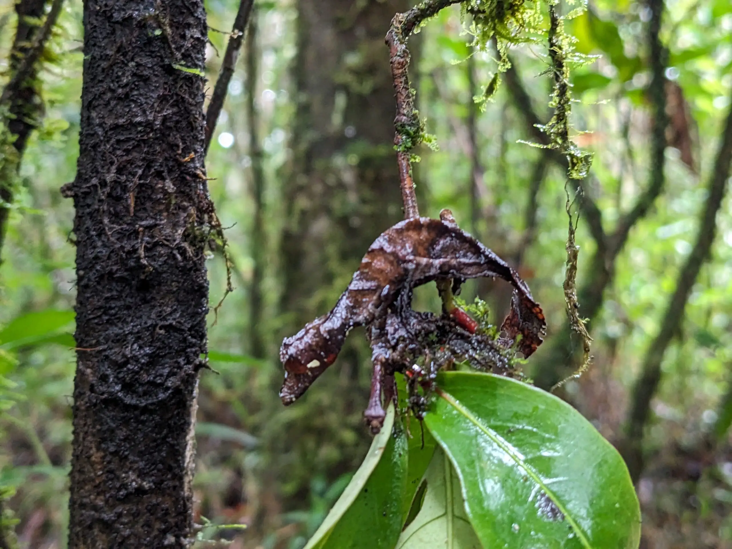 An image showing off the Satanic leaf-tailed gecko endemic of Madagascar in a leaf with a green rainforest of Ranomafana in the background captured by FAR Madagascar