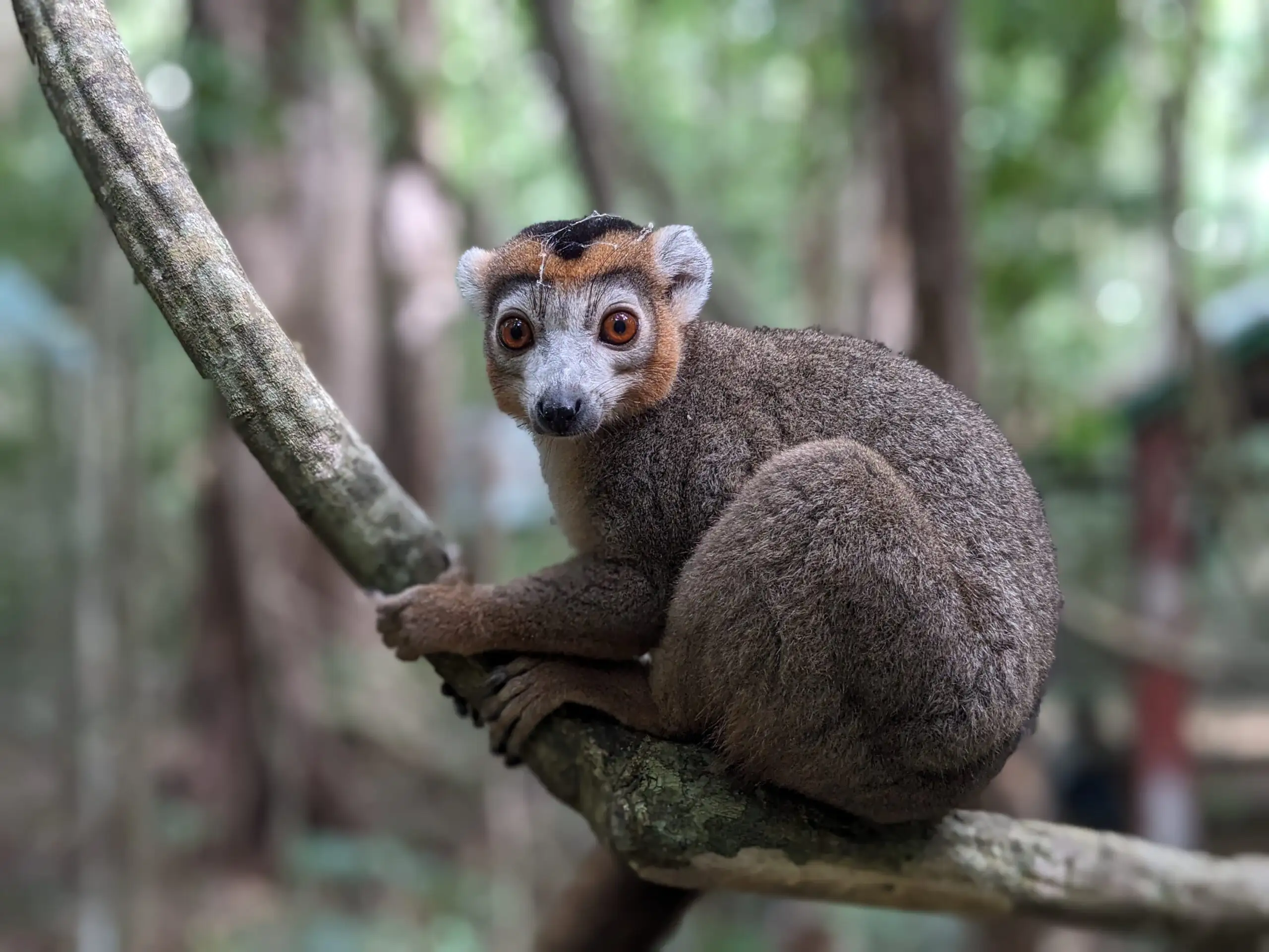 Crowned Lemur. Discover these fascinating fauna in the North part of Madagascar with FAR MADAGASCAR