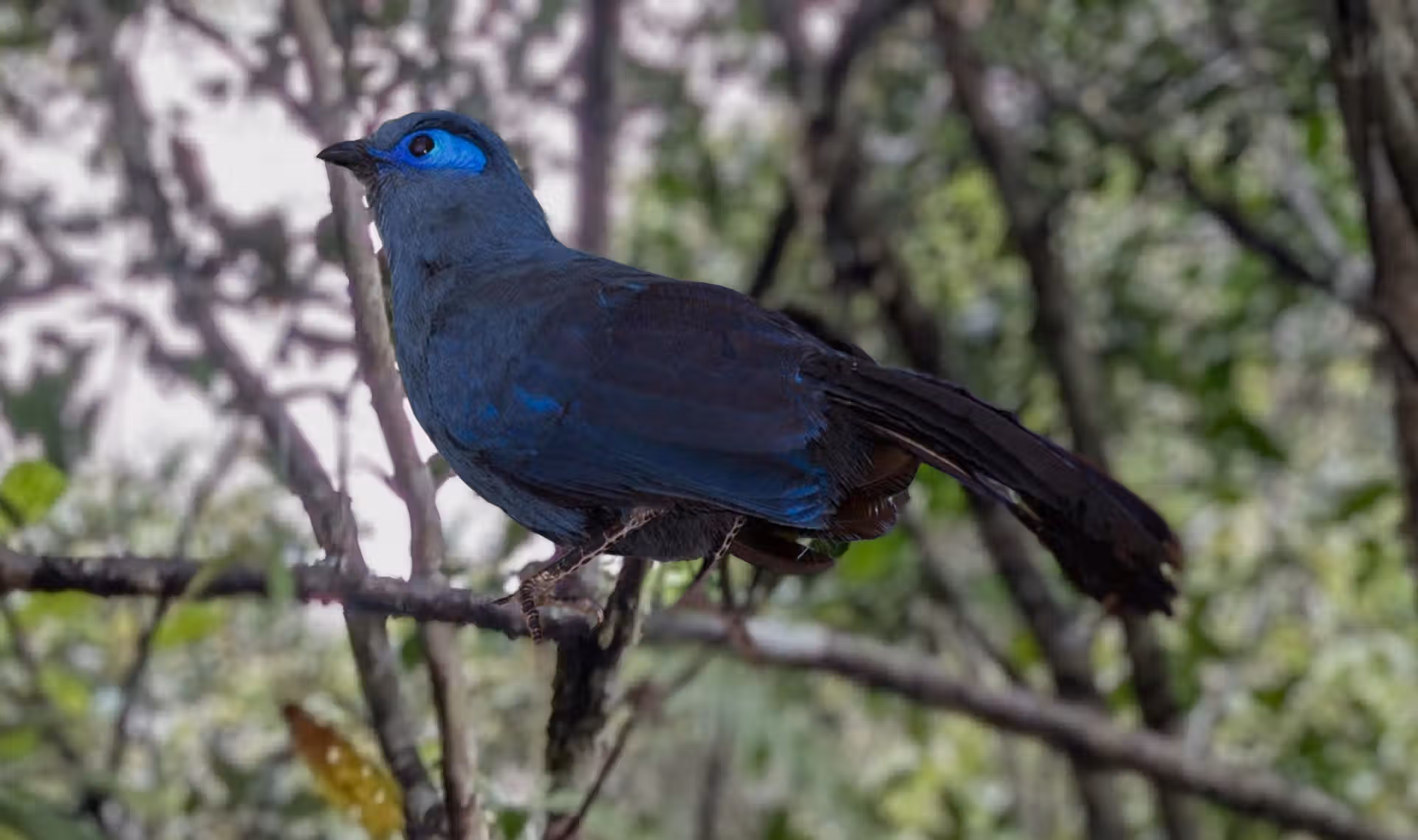 An image showing off the blue bird called blue coua endemic of Madagascar inside Ranomafana rainforest
