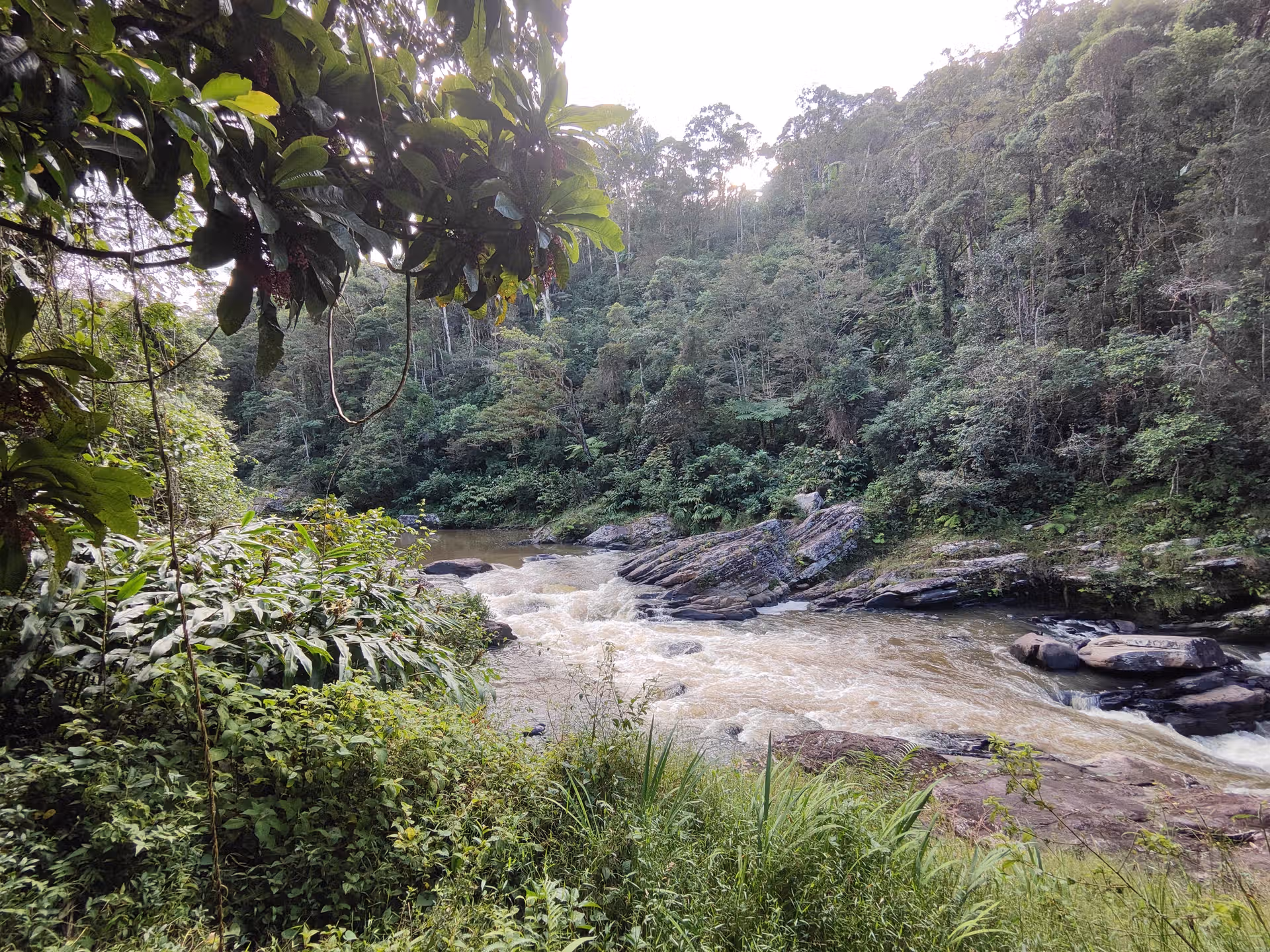 An image showing off the rainforest in Madagascar with a river stream flowing in the middle of the evergreen rainforest and cloudy weather