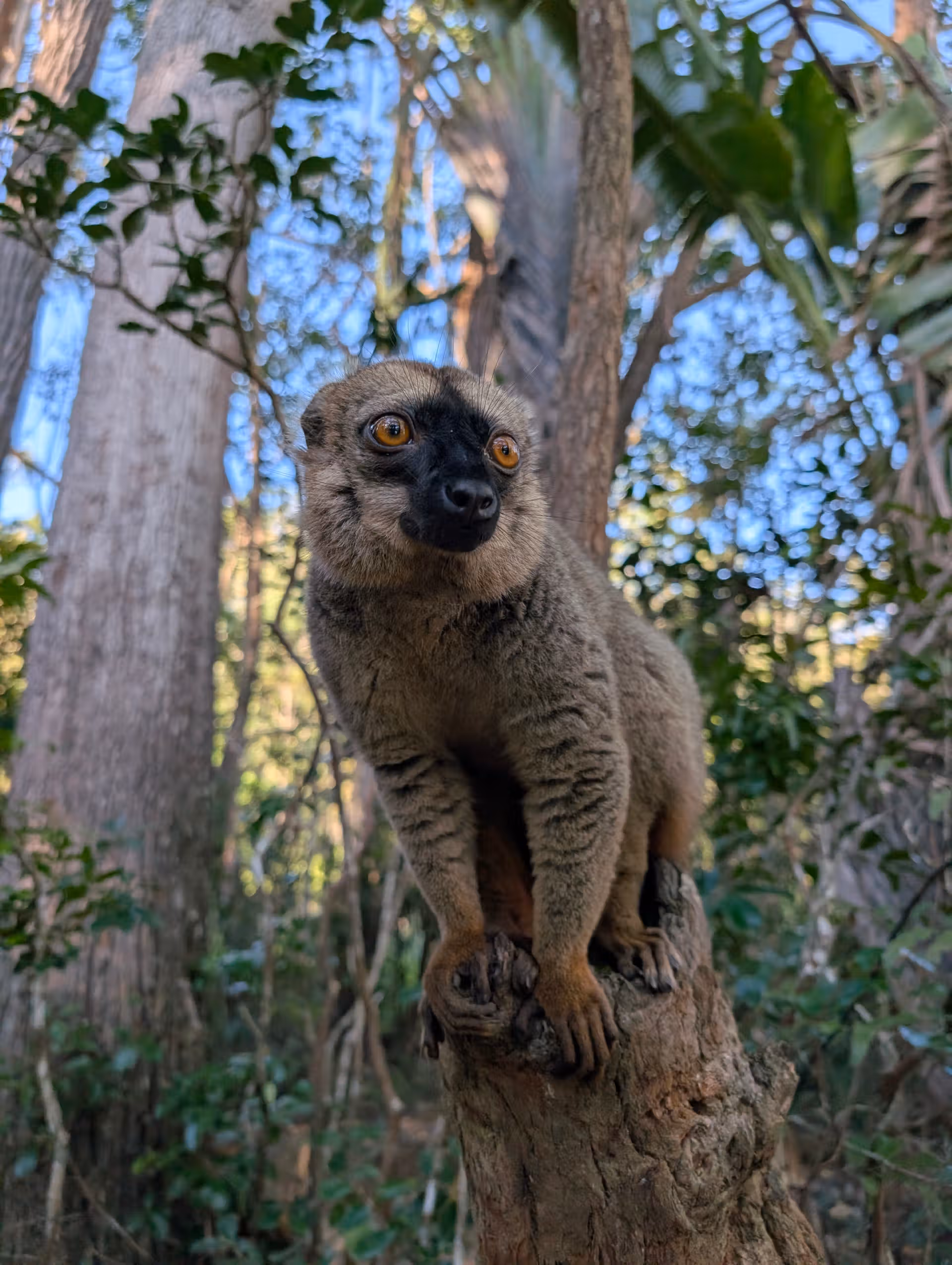 An image showing off the common brown lemur posing in a tree trunk and with green rainforest in the background