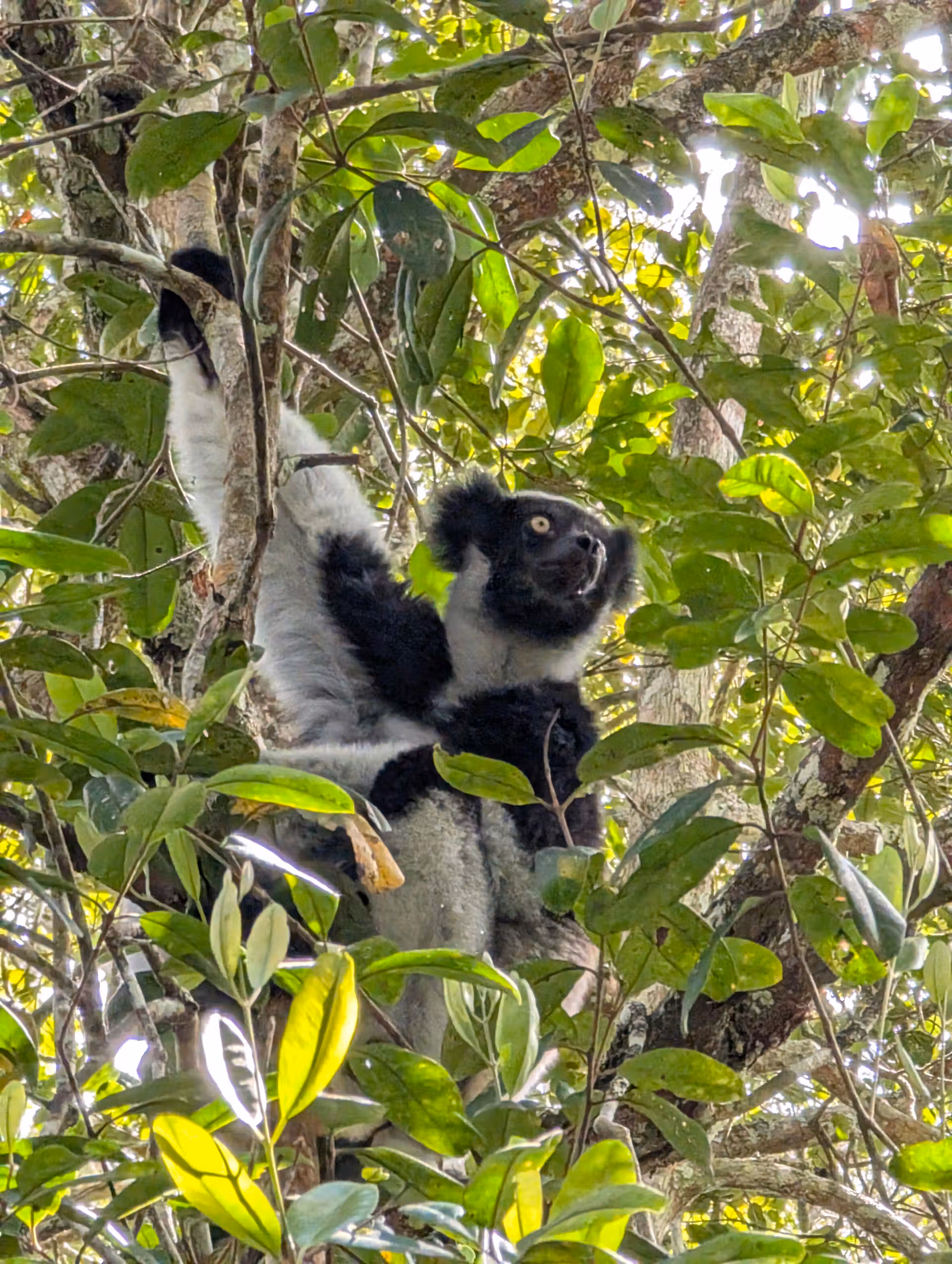 An image showing off the largest living lemur with black and white fur hanging on the tree branches with green rainforest of Andasibe in the background
