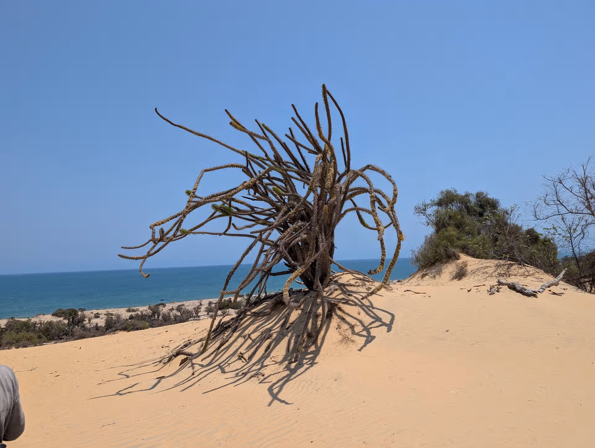 FAR Madagascar's website picture representation Kirindy Mitea National Park