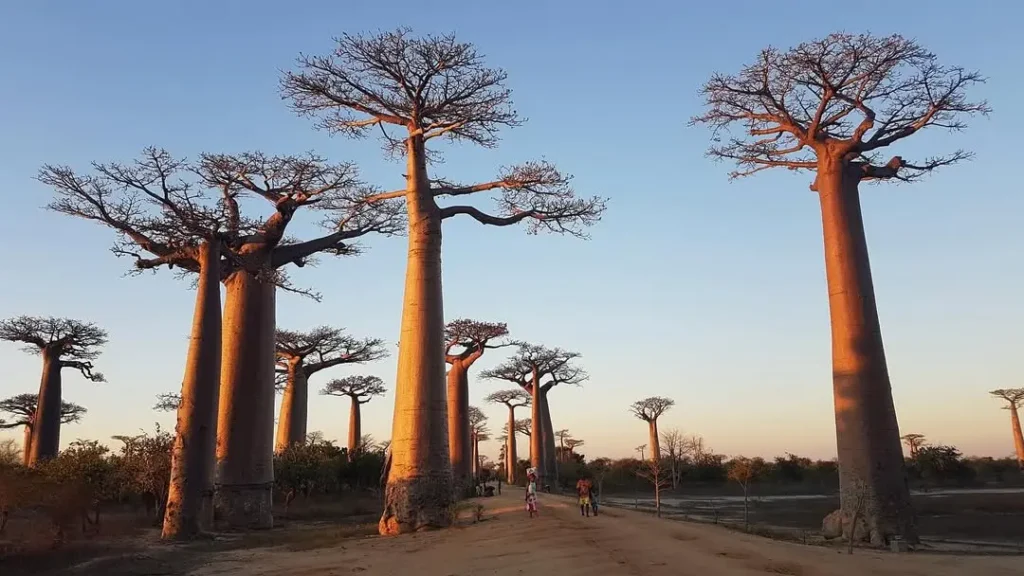 The avenue of Baobabs on the off-road between Morondava and Kirindy Forest.