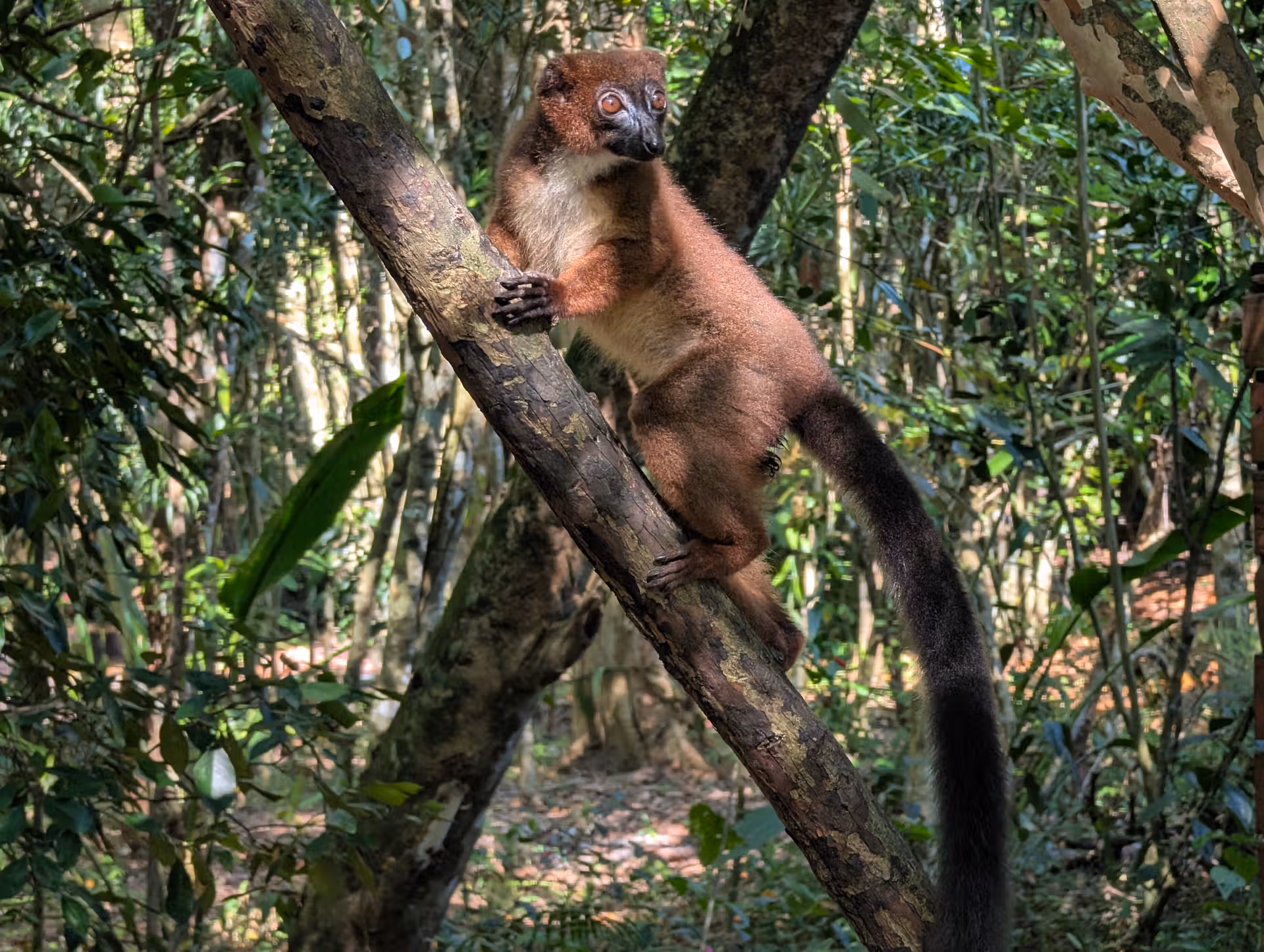 Red bellied lemur standing on a tree branch in Palmarium Reserve Akanin'ny Nofy, photographied by Far Madagascar