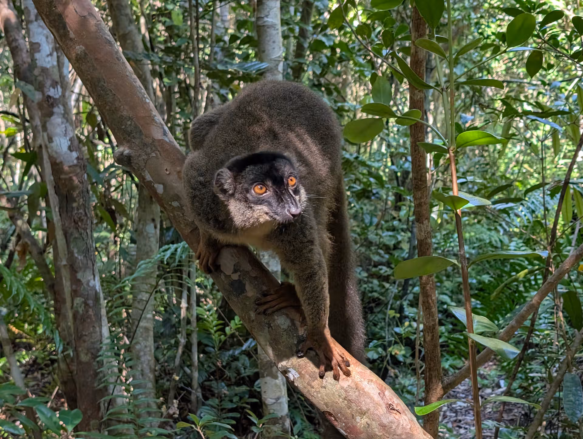 Closer view to a common brown lemur clanging on a tree branch in Akanin'ny Nofy, photographied by Far Madagascar